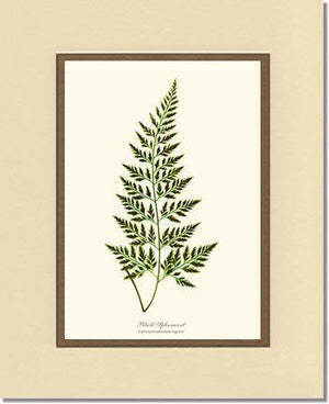 Black Spleenwort Fern Botanical Wall Art Print-Charting Nature