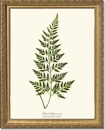 Black Spleenwort Fern Botanical Wall Art Print-Charting Nature