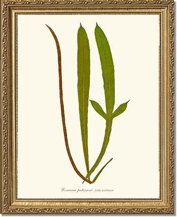 Lomaria patersoni Botanical Wall Art Print-Charting Nature