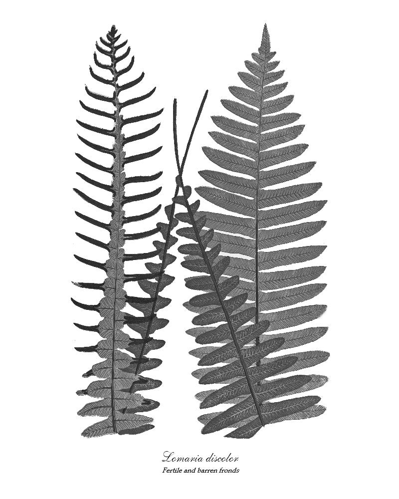 Vintage Fern Black and White Print Set Botanical Wall Art Print-Charting Nature