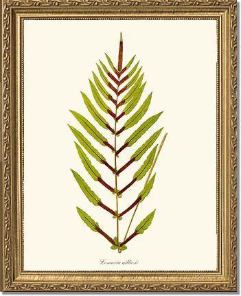 Lomaria gilliesii Botanical Wall Art Print-Charting Nature