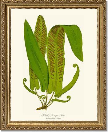 Hartstongue Fern Botanical Wall Art Print-Charting Nature