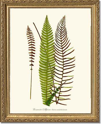 Lomaria spicant Botanical Wall Art Print-Charting Nature