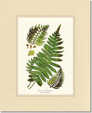 Common Polypody Fern Botanical Wall Art Print-Charting Nature