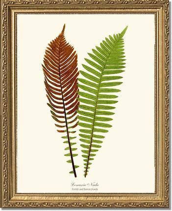 Lomaria nuda Botanical Wall Art Print-Charting Nature