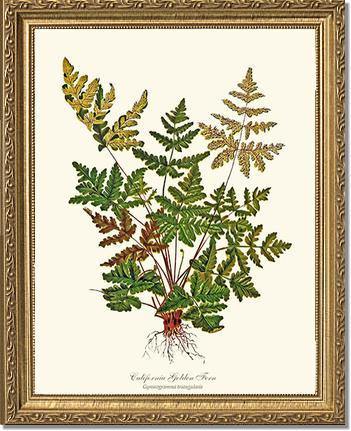 California Gold Fern Botanical Wall Art Print-Charting Nature