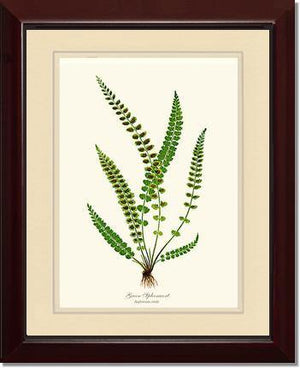 Green Spleenwort Fern Botanical Wall Art Print-Charting Nature