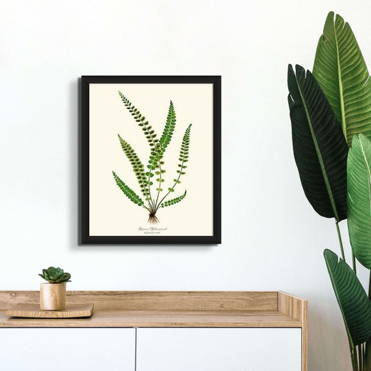 Green Spleenwort Fern Botanical Wall Art Print-Charting Nature