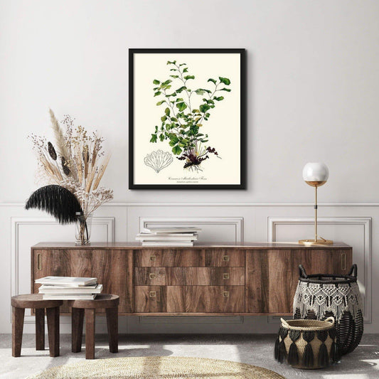 Maidenhair Fern, Common Botanical Wall Art Print-Charting Nature