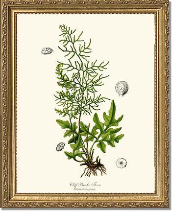 Cliff Brake Fern Botanical Wall Art Print-Charting Nature