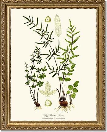 Cliff Brake Ferns Botanical Wall Art Print-Charting Nature