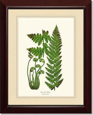 Crested Fern Botanical Wall Art Print-Charting Nature