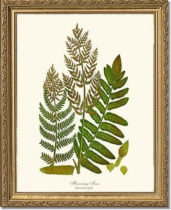 Flowering Fern Botanical Wall Art Print-Charting Nature