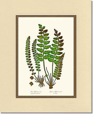 Spleenworts Botanical Wall Art Print-Charting Nature