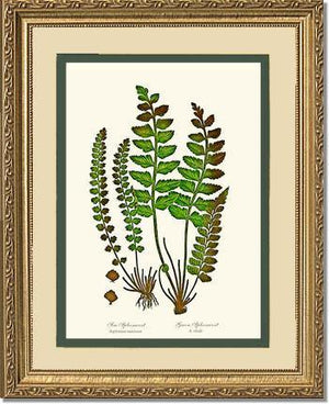 Spleenworts Botanical Wall Art Print-Charting Nature