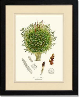 Cinnamon-Royal Fern Botanical Wall Art Print-Charting Nature