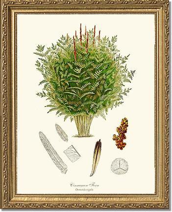 Cinnamon-Royal Fern Botanical Wall Art Print-Charting Nature