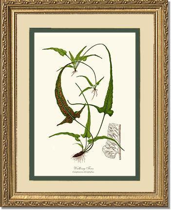 Walking Fern Botanical Wall Art Print-Charting Nature