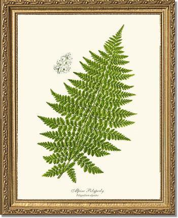 Alpine Fern Botanical Wall Art Print-Charting Nature