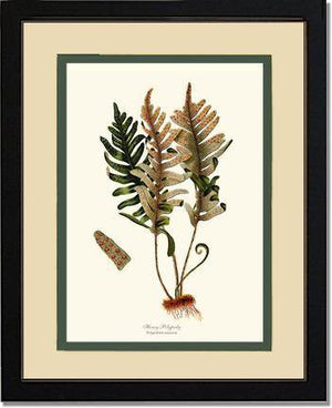 Hoary Polypody Fern Botanical Wall Art Print-Charting Nature