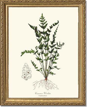 Common Woodsia Fern Botanical Wall Art Print-Charting Nature