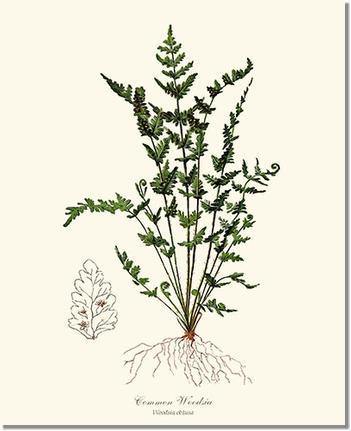Common Woodsia  Fern