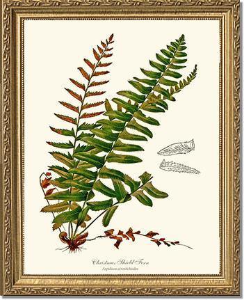 Christmas Shield Fern Botanical Wall Art Print-Charting Nature