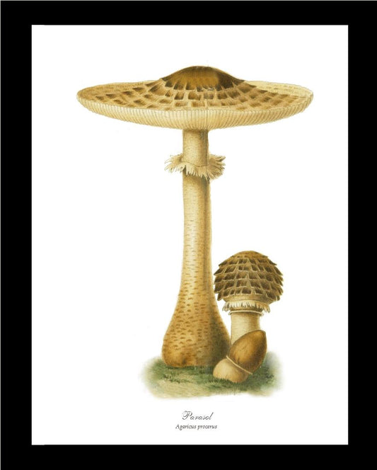 Parasol Mushroom | Vintage Mushroom Art Print