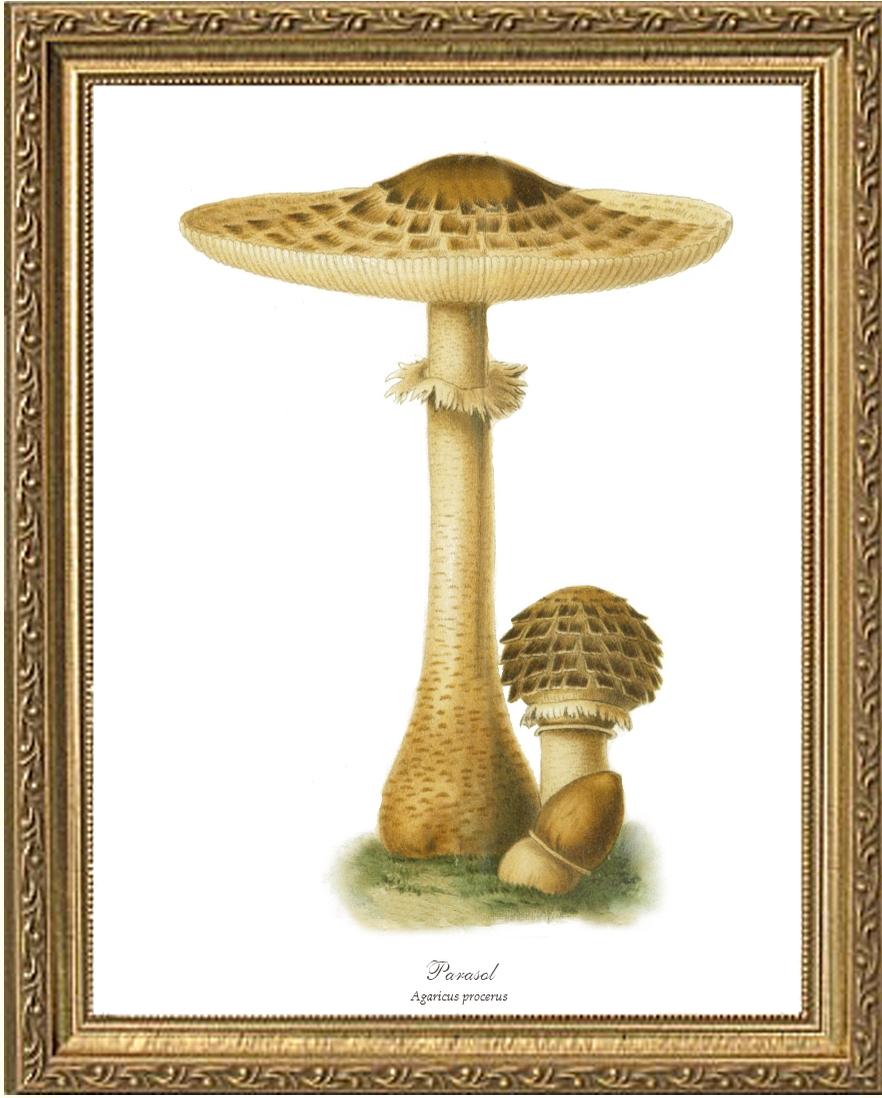 Parasol Mushroom | Vintage Mushroom Art Print