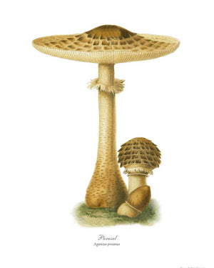 Mushroom Print: Parasol Mushroom