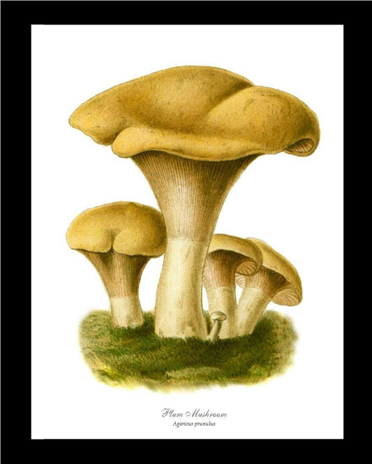 Agaricus prunulus Mushroom - Charting Nature