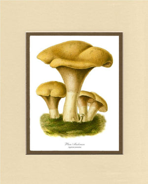 Agaricus prunulus Mushroom - Charting Nature