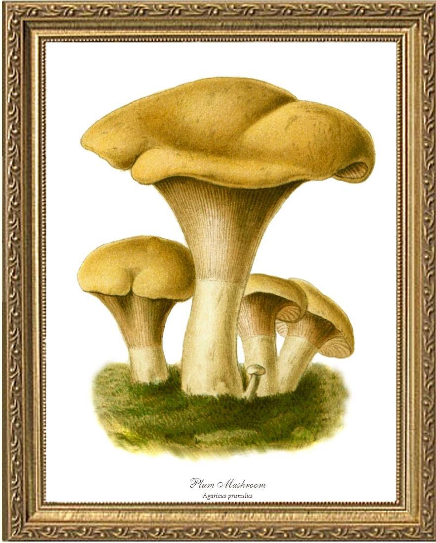 Agaricus prunulus Mushroom - Charting Nature