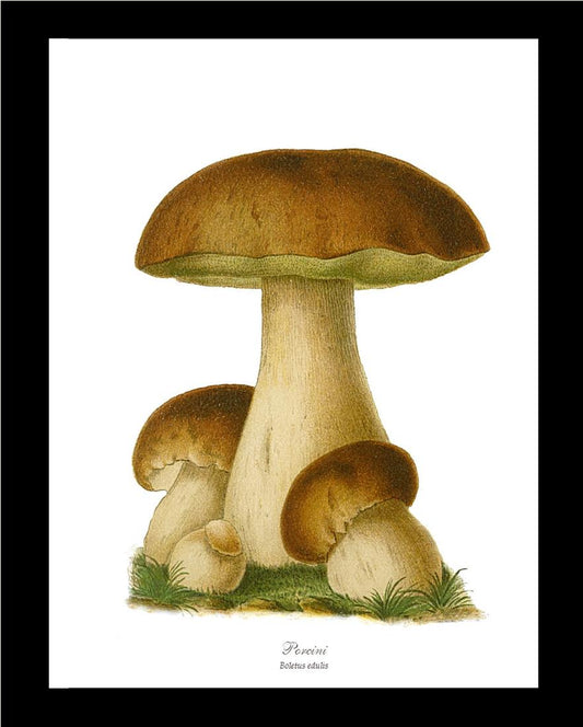 Porcini Mushroom | Vintage Mushroom Art Print
