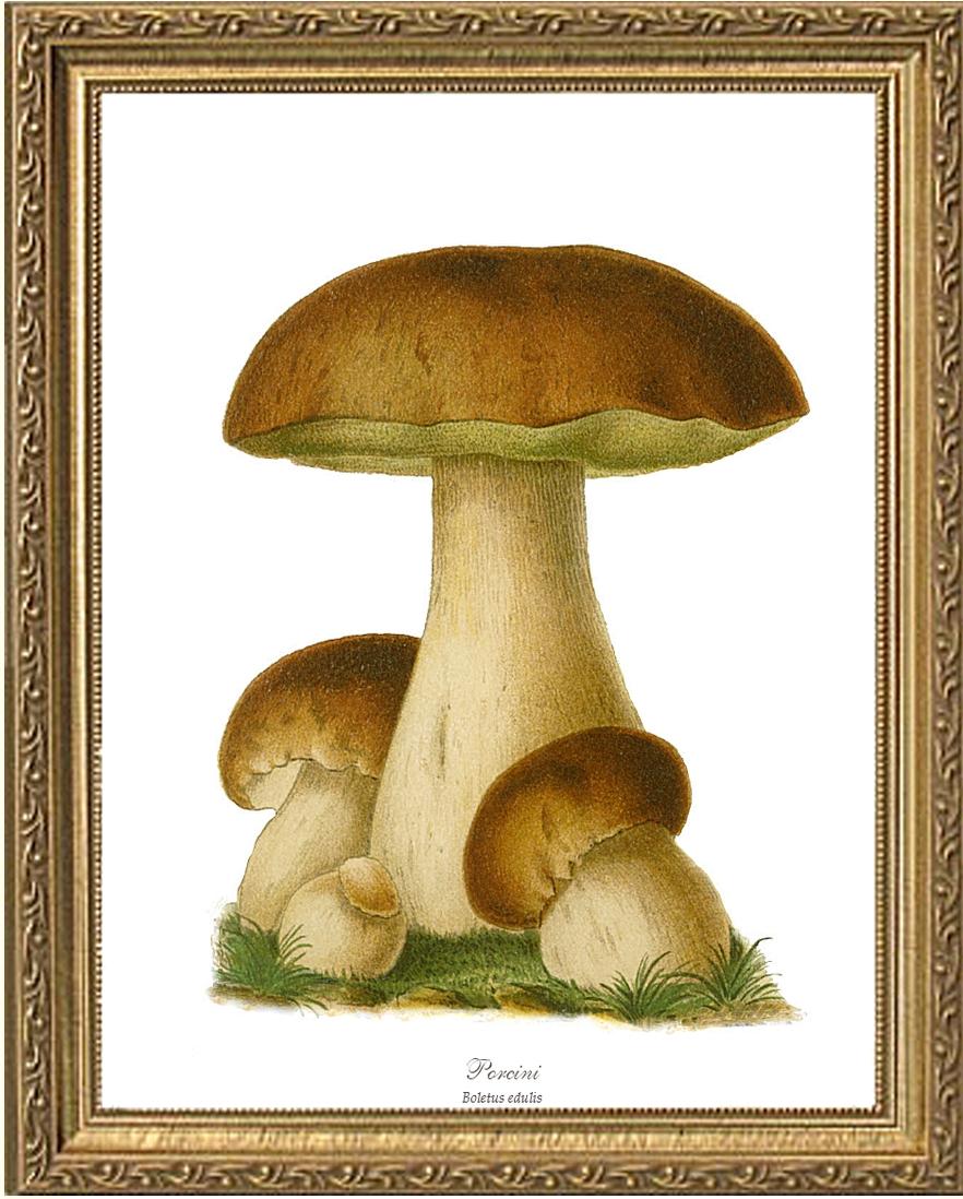 Porcini Mushroom | Vintage Mushroom Art Print