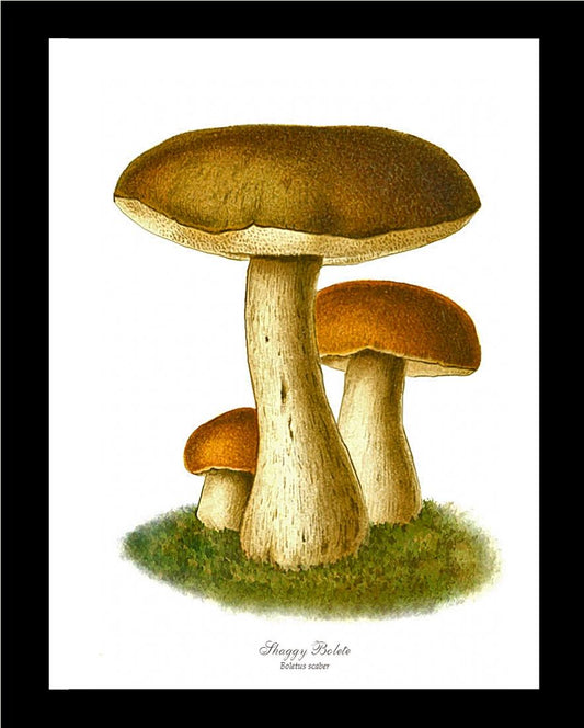 Boletus Scaber Mushroom | Vintage Mushroom Art Print