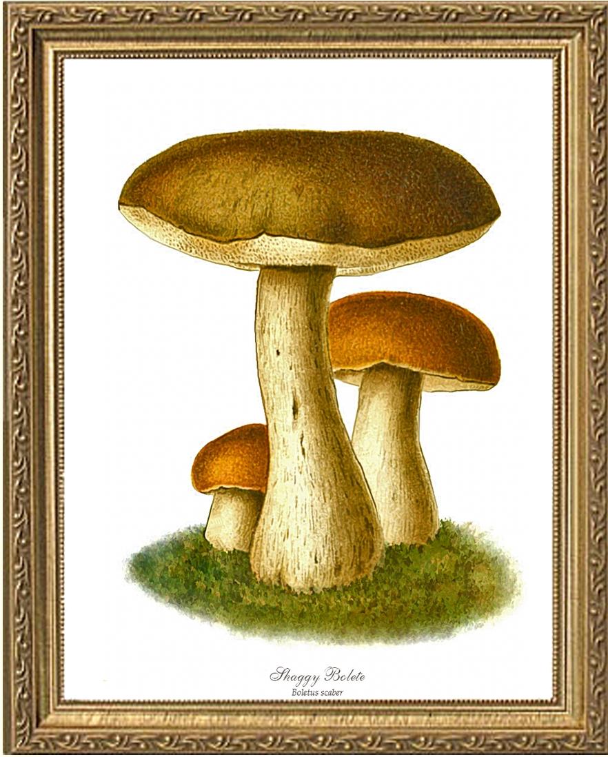 Boletus Scaber Mushroom | Vintage Mushroom Art Print