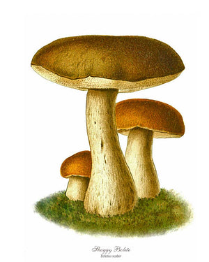 Mushroom Print: Boletus Scaber Mushroom