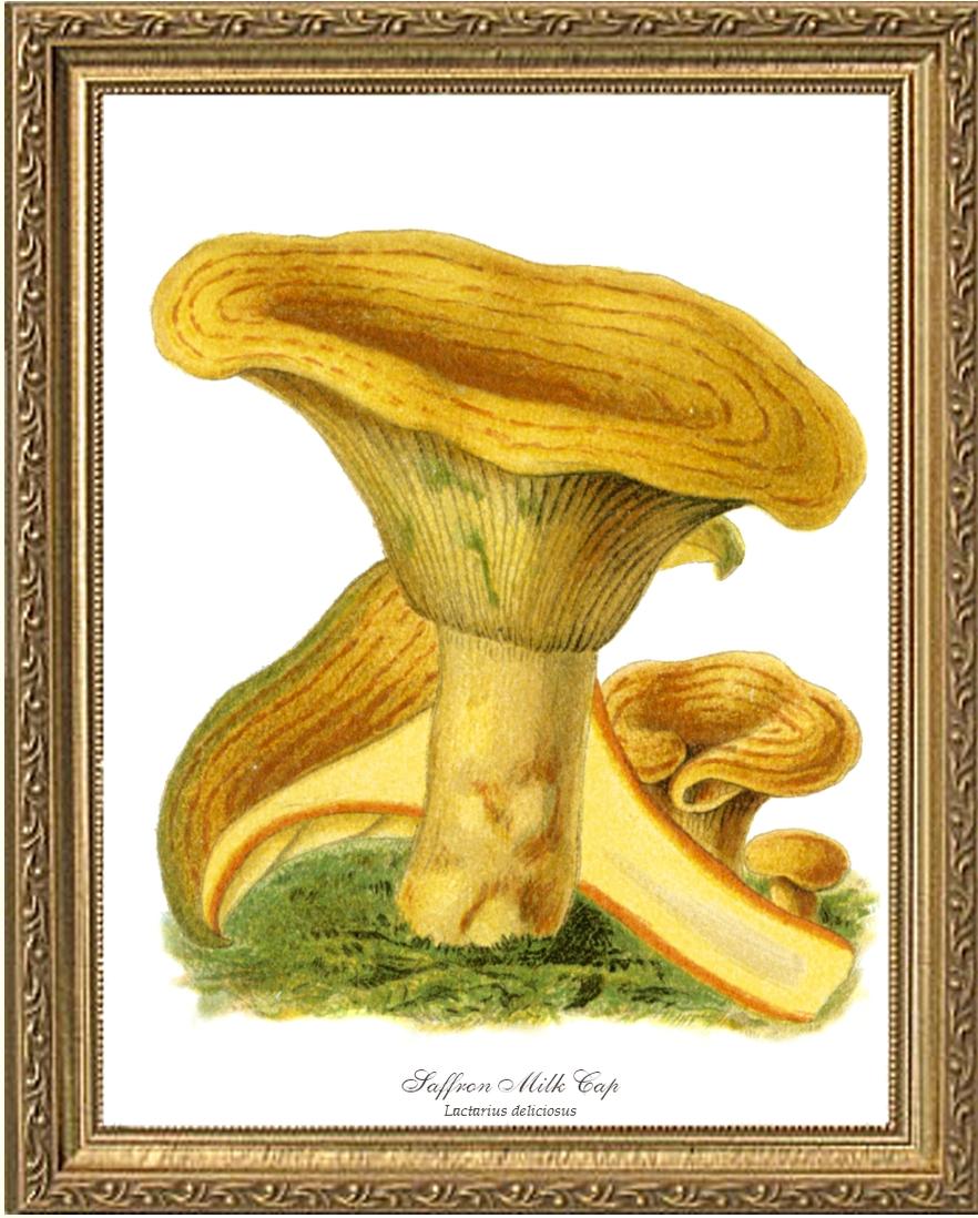 Saffron Milk Cap Mushroom | Vintage Mushroom Art Print