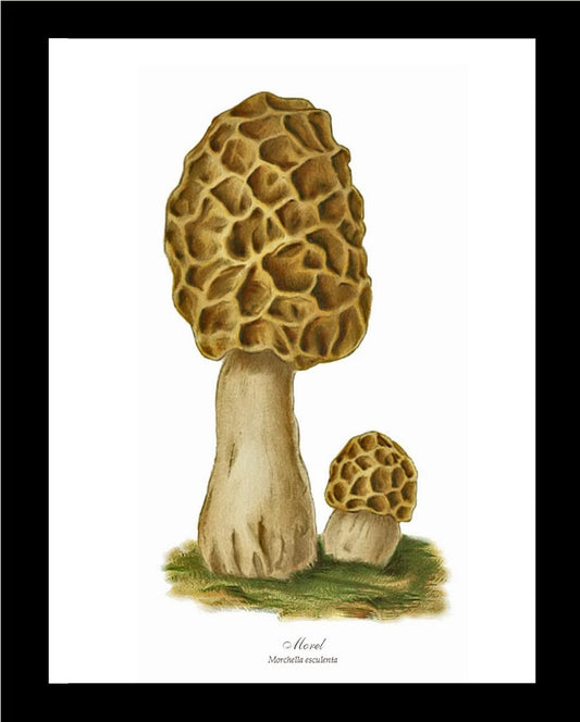 Morel Mushroom | Vintage Mushroom Art Print