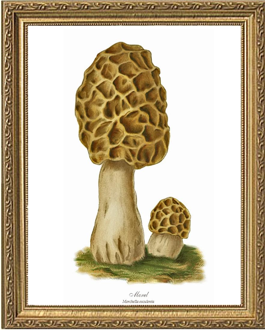 Morel Mushroom | Vintage Mushroom Art Print