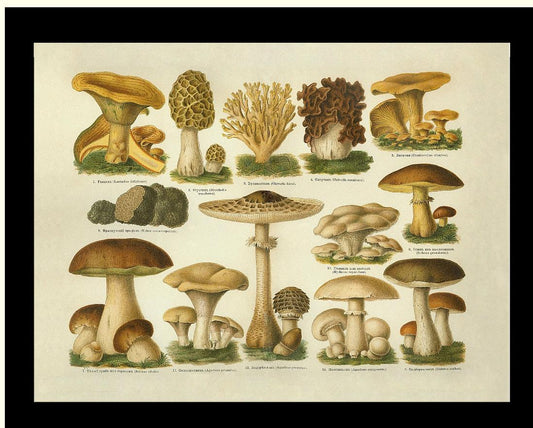 Edible Mushrooms | Vintage Mushroom Art Print