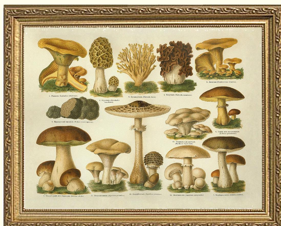 Edible Mushrooms | Vintage Mushroom Art Print