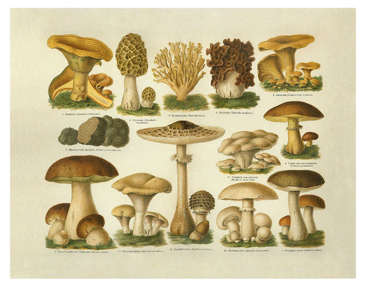 Edible Mushrooms | Vintage Mushroom Art Print