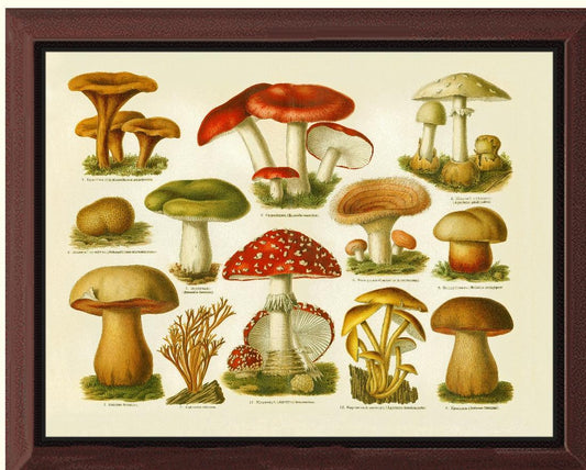 Poisonous Mushrooms | Vintage Mushroom Art Print