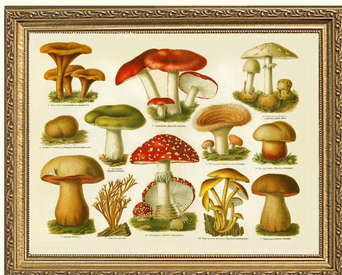 Poisonous Mushrooms | Vintage Mushroom Art Print