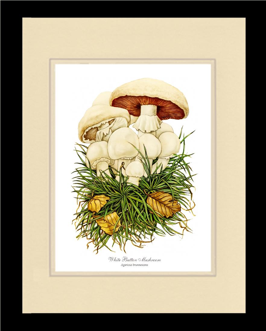 White Button Mushroom | Vintage Mushroom Art Print