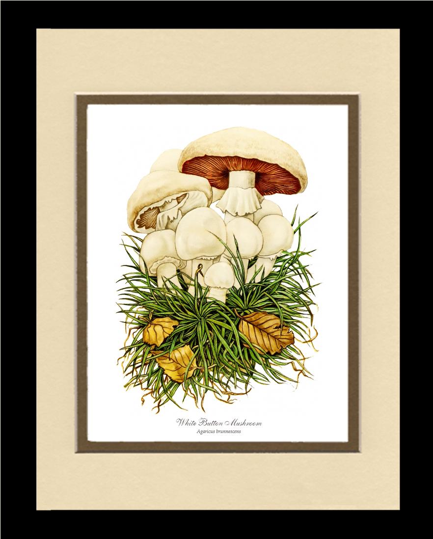 White Button Mushroom | Vintage Mushroom Art Print
