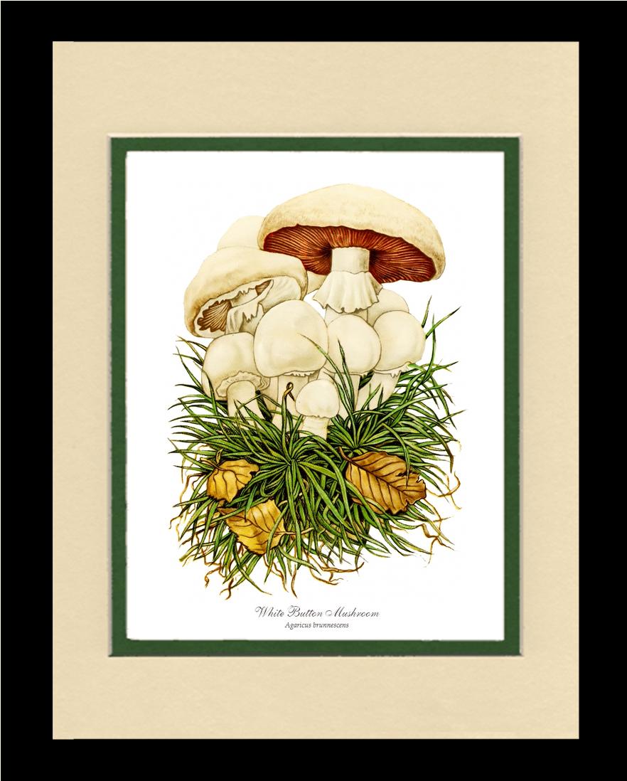 White Button Mushroom | Vintage Mushroom Art Print
