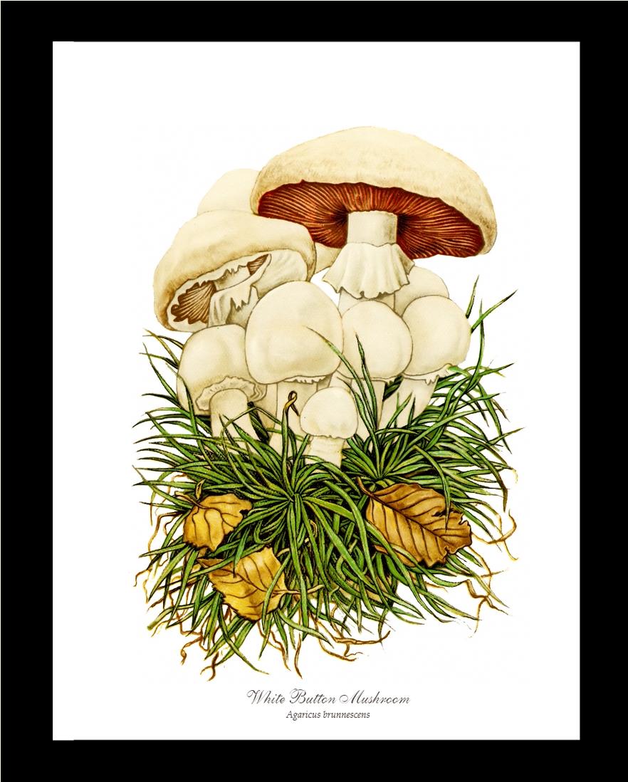 White Button Mushroom | Vintage Mushroom Art Print